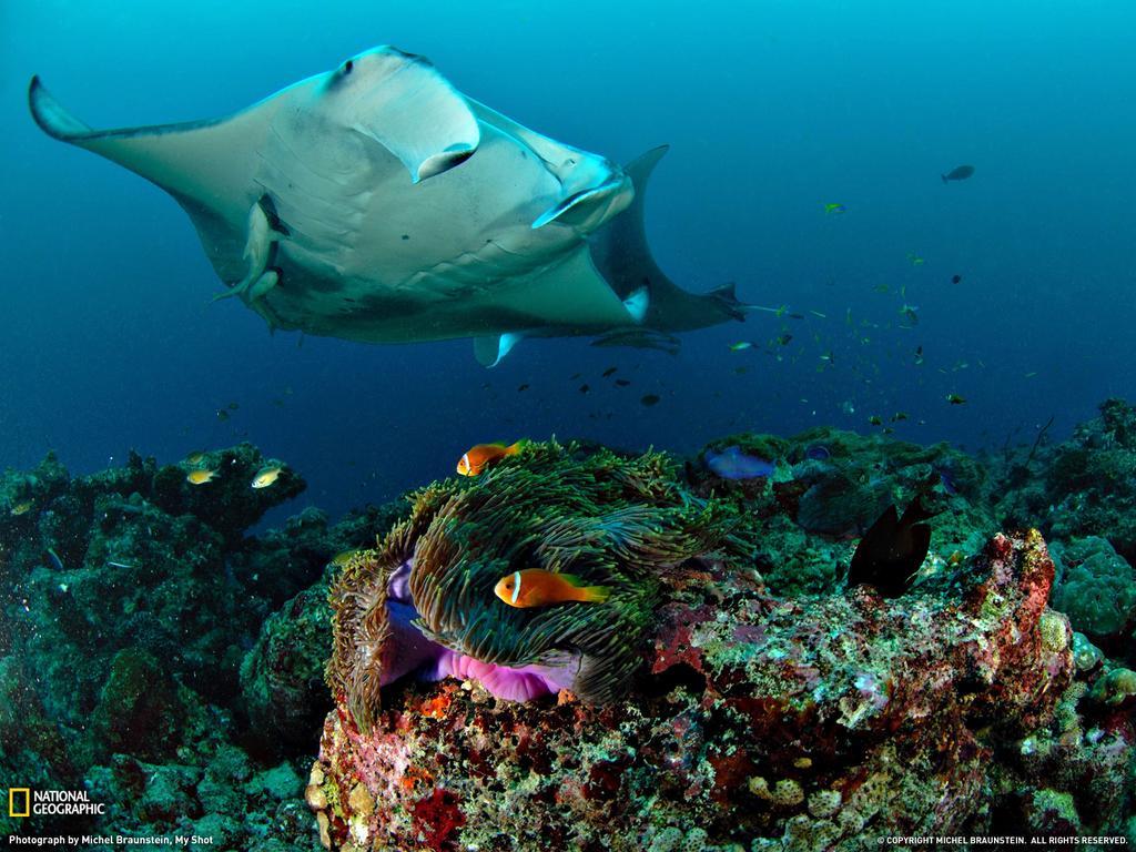 Equa Reef Maldives Hotel Addu City Eksteriør billede