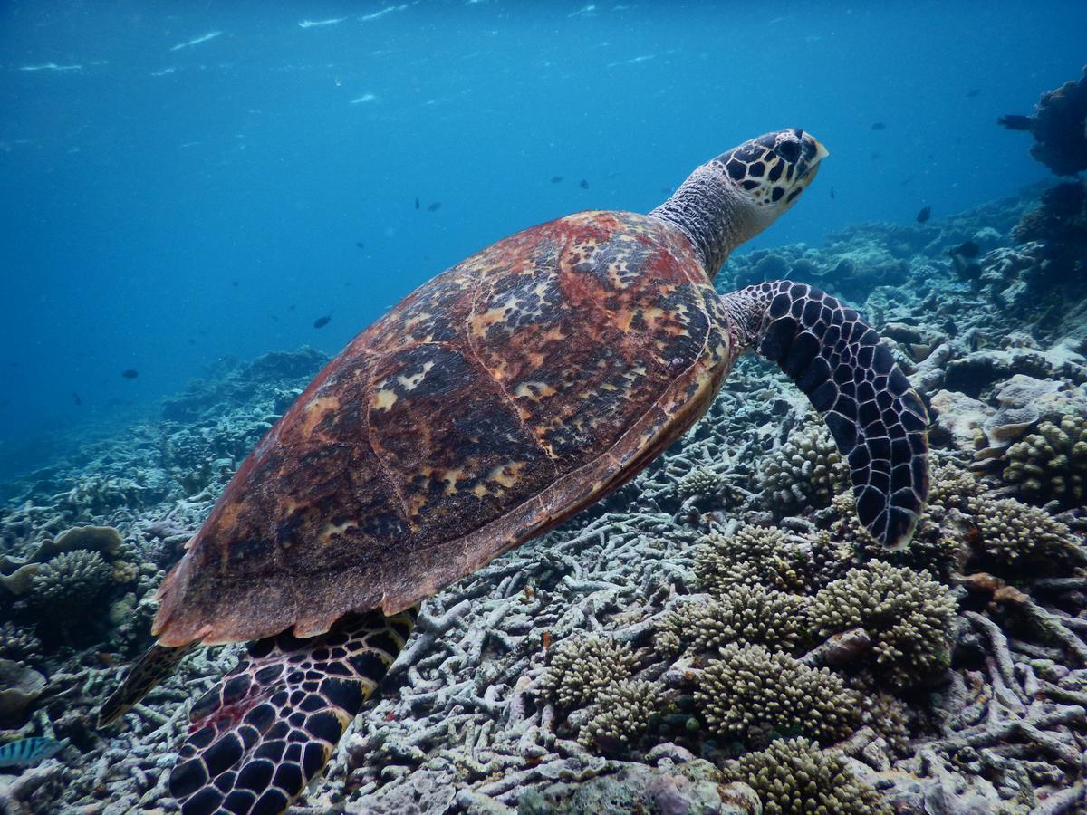 Equa Reef Maldives Hotel Addu City Eksteriør billede