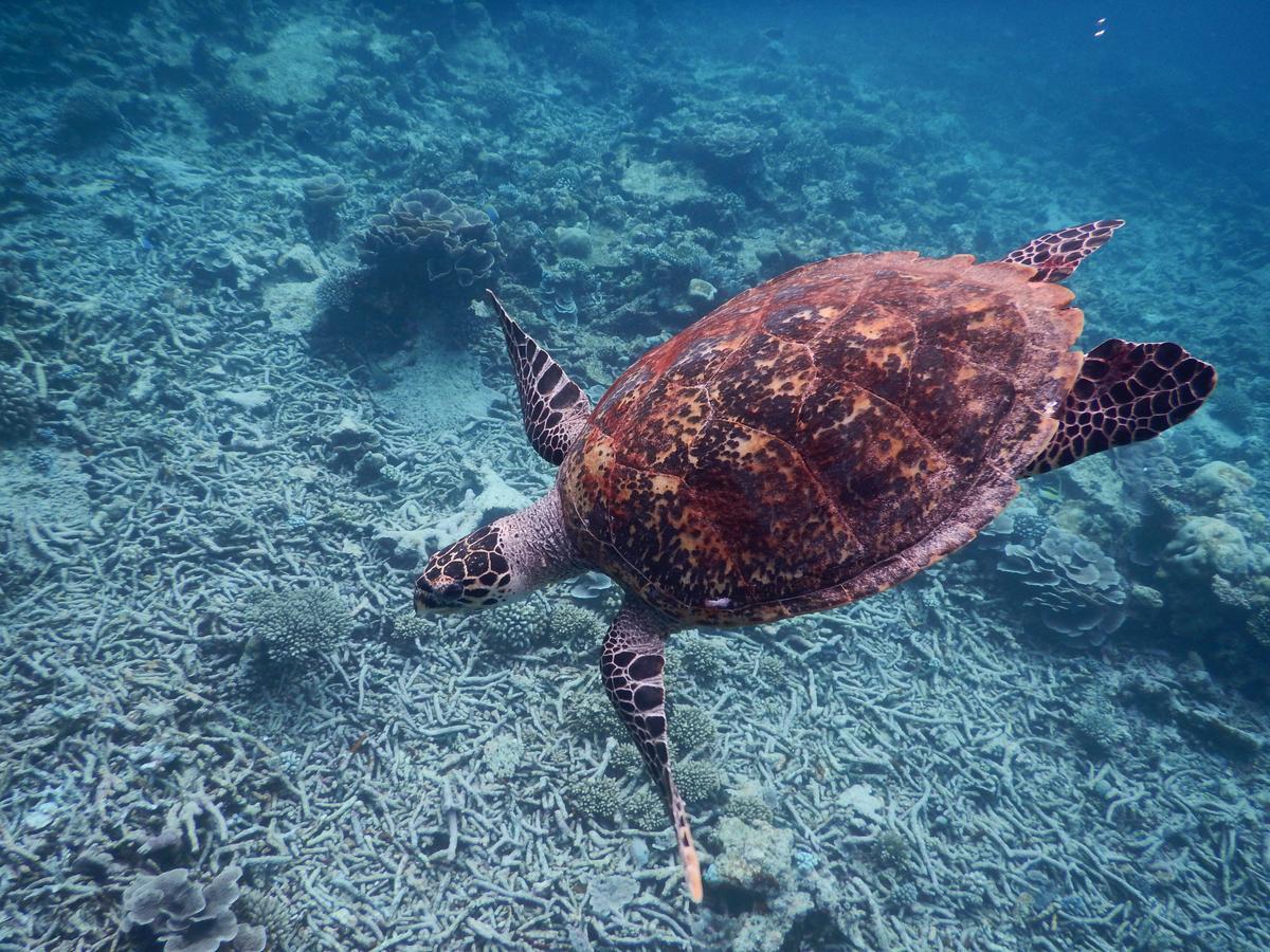 Equa Reef Maldives Hotel Addu City Eksteriør billede