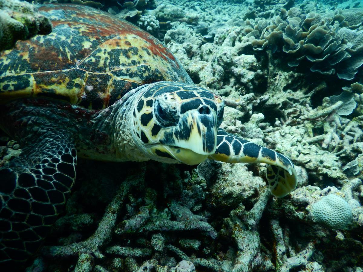 Equa Reef Maldives Hotel Addu City Eksteriør billede