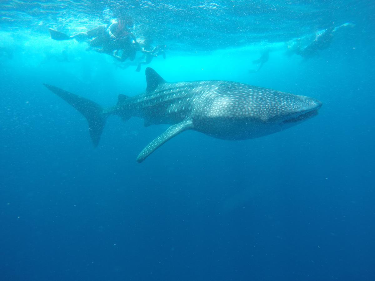 Equa Reef Maldives Hotel Addu City Eksteriør billede