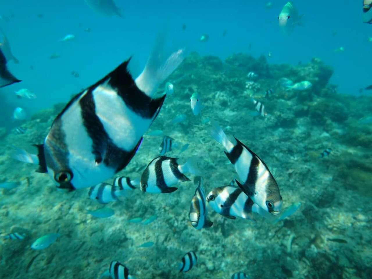 Equa Reef Maldives Hotel Addu City Eksteriør billede