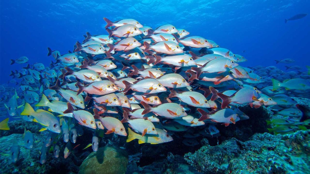 Equa Reef Maldives Hotel Addu City Eksteriør billede
