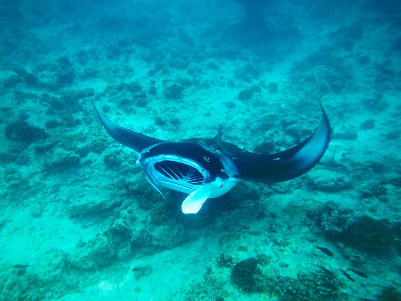 Equa Reef Maldives Hotel Addu City Eksteriør billede