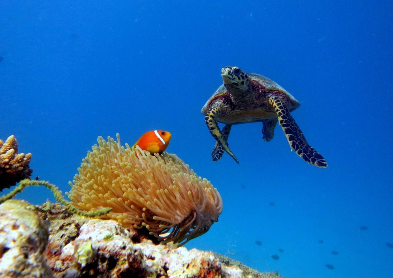 Equa Reef Maldives Hotel Addu City Eksteriør billede